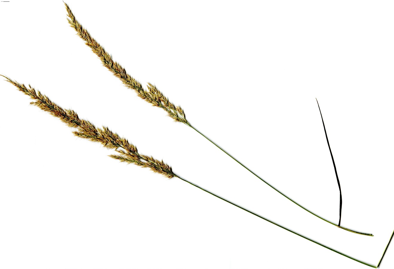 Calamagrostis arundinacea (Poaceae)